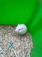 Syrische hamster, Dieren en Toebehoren, Knaagdieren, Hamster, Tam