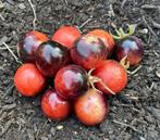 Fraise noire - Graines de tomates, Jardin & Terrasse, Envoi