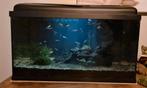 Aquarium 60 liter, met inhoud, Dieren en Toebehoren, Ophalen, Gebruikt, Gevuld zoetwateraquarium