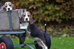 Beagle pups - Belgisch Beagle fokker, Meerdere, 8 tot 15 weken, Meerdere dieren, België