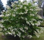 Heptacodium miconioides-7 zonenstruik-najaarsbloeier!!bijen!, Tuin en Terras, Planten | Tuinplanten, Ophalen
