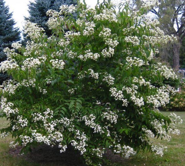 Heptacodium miconioides-7 zonenstruik-najaarsbloeier!!bijen!, Tuin en Terras, Planten | Tuinplanten, Ophalen