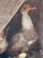 Vrouwelijke barberie/ muskus eenden bruin/ wit, Dieren en Toebehoren