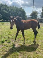 Hengstenveulen just wimphof dressuur, Dieren en Toebehoren, Paarden, Gechipt, Niet van toepassing, Dressuurpaard, 0 tot 2 jaar