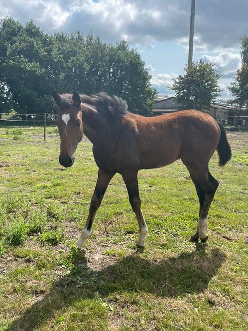 Hengstenveulen just wimphof dressuur, Dieren en Toebehoren, Paarden, Hengst, Niet van toepassing, 0 tot 2 jaar, Dressuurpaard