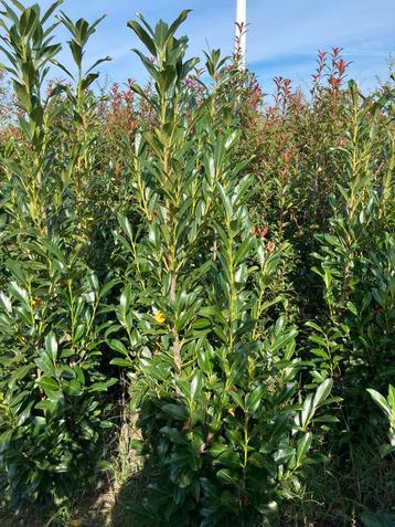 Prunus laurocerasus Elly beschikbaar voor biedingen