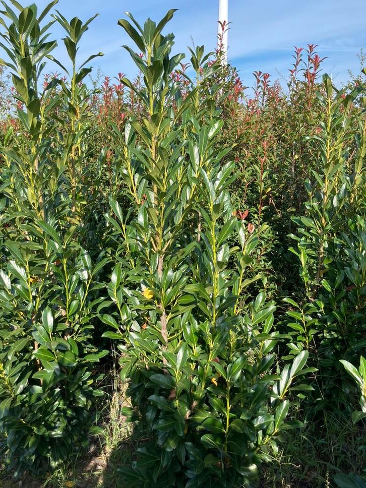 Prunus laurocerasus Elly, Tuin en Terras, Planten | Struiken en Hagen, Ophalen