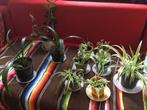 Gezonde jonge planten goedkoop 1€ en 3€graslelie en clivia, Jardin & Terrasse, Plantes | Jardin, Enlèvement, Plante fixe, Fougères