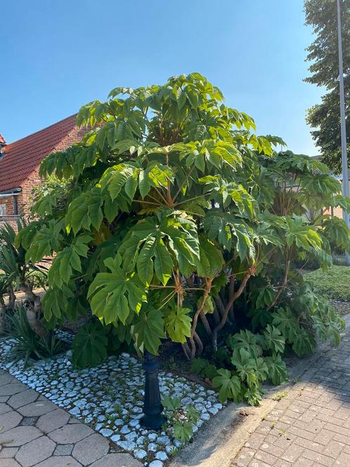 Papier rijstplant met groot blad, Tuin en Terras, Planten | Struiken en Hagen, Ophalen
