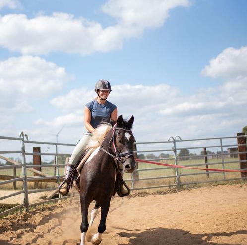 Leuk project paardje, Dieren en Toebehoren, Paarden, Ruin, Zadelmak, Minder dan 160 cm, 7 tot 10 jaar, Recreatiepaard, Gechipt
