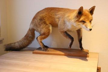 Taxidermie opgezette vos beschikbaar voor biedingen