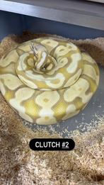 0.1 banana pastel desertghost, Dieren en Toebehoren, Slang, Tam, 3 tot 6 jaar