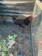 Zwarte Haan te koop Black Copper Marans, Dieren en Toebehoren, Pluimvee