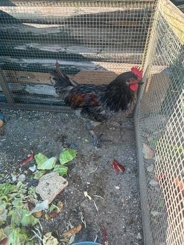 Zwarte Haan te koop Black Copper Marans beschikbaar voor biedingen