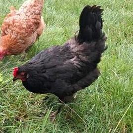 Kippen, Dieren en Toebehoren, Pluimvee, Kip, Vrouwelijk