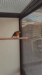 Kanarie pop bruinrood, Dieren en Toebehoren, Vogels | Kanaries