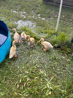 Loopeend, Dieren en Toebehoren, Pluimvee, Eend