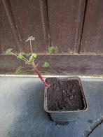 oca mexican red, Ophalen, Halfschaduw, Zomer, Groenteplanten