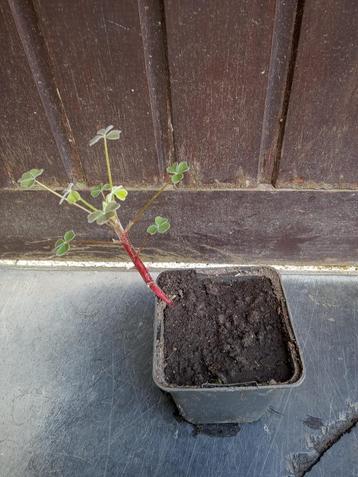oca mexican red beschikbaar voor biedingen