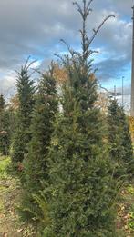 Taxus, Tuin en Terras, Ophalen, Taxus