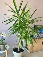 Yucca plant met pot +_ 1,95 meter, Tuin en Terras, Planten | Tuinplanten, Ophalen