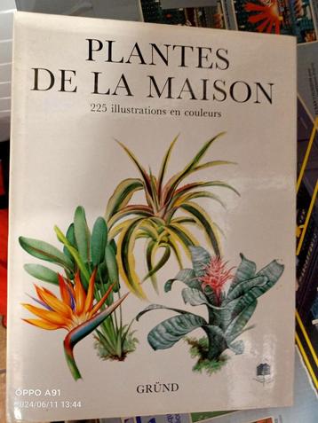 fleur plantes de la maison