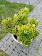 Vetplant Aeonium, Tuin en Terras, Ophalen