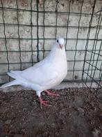 Vleesduiven, Dieren en Toebehoren