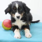 Miniature American Shepherd - Belgische pups te koop, Dieren en Toebehoren, Honden | Herdershonden en Veedrijvers, België, CDV (hondenziekte)