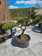Juniperus Tuinbonsai 3, Tuin en Terras, Ophalen