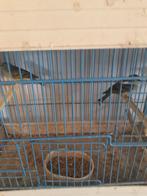 Corsicaanse citroensijzen, Dieren en Toebehoren, Vogels | Overige Vogels, Tropenvogel, Geringd