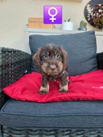 beaux chiots teckel hirsutes, Animaux & Accessoires, Poils durs, Plusieurs, Belgique, Plusieurs animaux