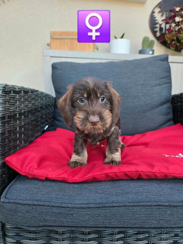 beaux chiots teckel hirsutes, Animaux & Accessoires, Chiens | Teckels & Bassets, Plusieurs animaux, Poils durs, Nain, Éleveur | Professionnel