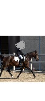 Super mooie dressuur Welshpony d pony, Merrie, M, 11 jaar of ouder
