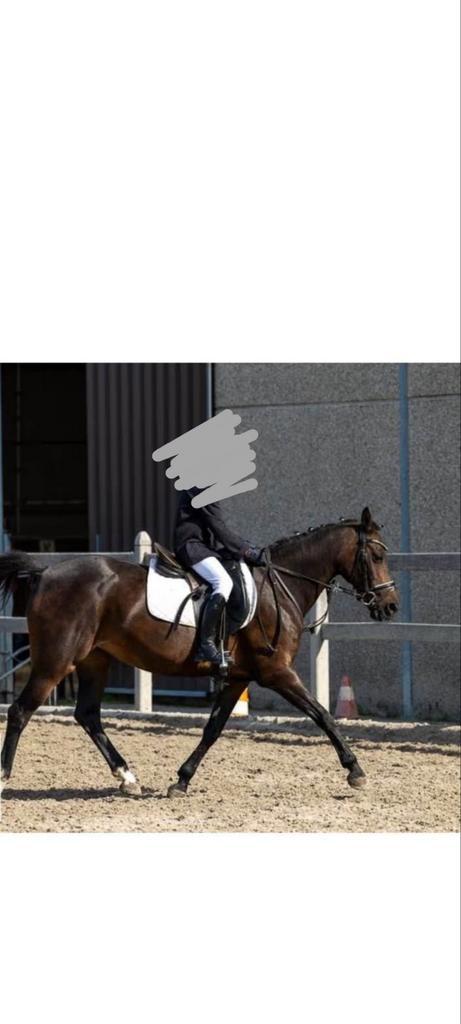 Super mooie dressuur Welshpony d pony, Dieren en Toebehoren, Pony's, Merrie, M, 11 jaar of ouder