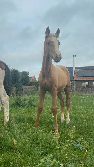 Belle jument Palomino de haute race