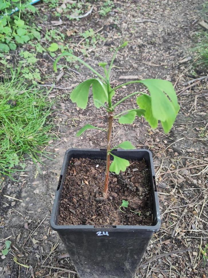 Ginkgo Biloba-boom, Tuin en Terras, Planten | Bomen, Overige soorten, Minder dan 100 cm, Volle zon, Bloeit niet, In pot, Ophalen