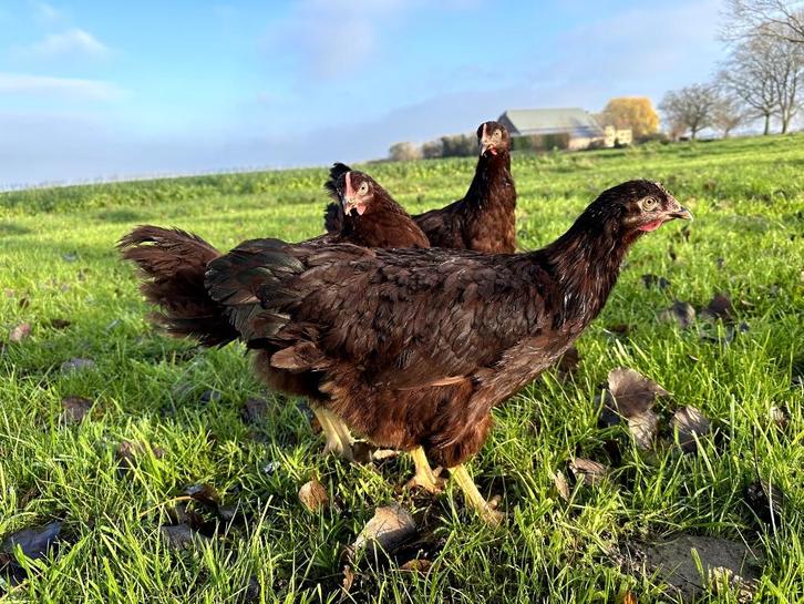 Jonge tamme Rhode Island Red kippen hennen gesekst, Dieren en Toebehoren, Pluimvee, Kip, Vrouwelijk