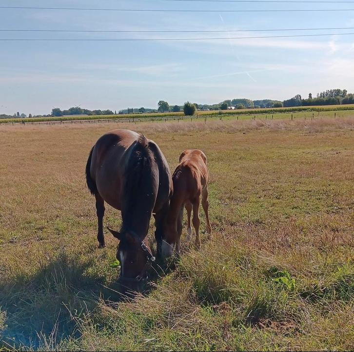 quarter, Dieren en Toebehoren, Paarden, Merrie, Onbeleerd, Minder dan 160 cm, 3 tot 6 jaar, Westernpaard, Met stamboom, Gechipt