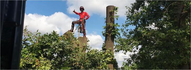 WEG BOOM < Boomvezorging - Bomen Snoeien / Verwijderen >, Jardin & Terrasse, Plantes | Arbres, Autres espèces, 400 cm ou plus