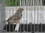 Mannelijke Mandarin Diamond, Dieren en Toebehoren, Mannelijk