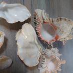 decoratie schelpen, Ophalen, Schelp(en)