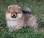 Pomeriaan/Dwergkees pup, België, Keeshond, Reu, CDV (hondenziekte)
