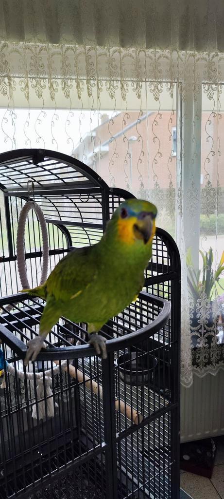 Amazon amazonika MAN, Dieren en Toebehoren, Vogels | Parkieten en Papegaaien, Papegaai, Mannelijk, Tam, Geringd