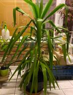 Yucca, Huis en Inrichting, Kamerplanten, Ophalen, 100 tot 150 cm, Halfschaduw, In pot