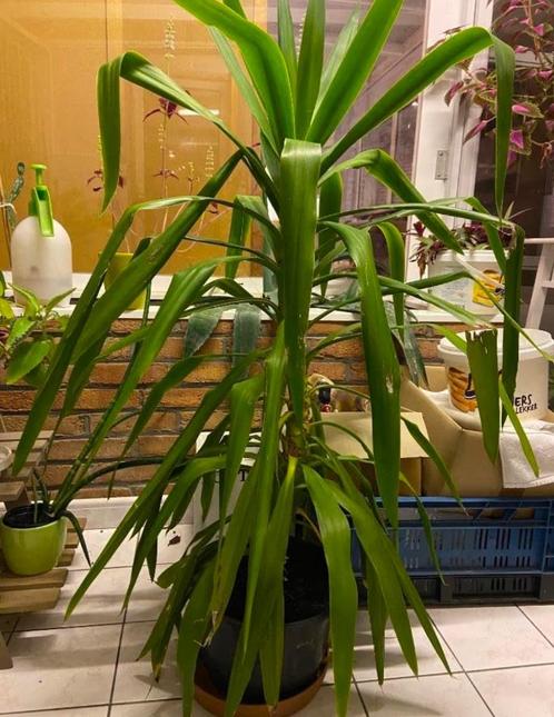 Yucca, Huis en Inrichting, Kamerplanten, Yucca, 100 tot 150 cm, Groene kamerplant, Halfschaduw, In pot, Ophalen