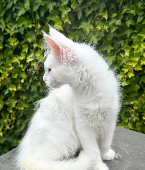 Witte Maine Coon kater met stamboom uit Russisch lijn !, Dieren en Toebehoren, Katten en Kittens | Raskatten | Langhaar, Kater