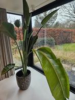 Plant - Strelitzia nicolai, Huis en Inrichting, Kamerplanten, Ophalen