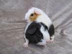 Twee lieve US teddy broertjes, Dieren en Toebehoren, Knaagdieren, Mannelijk, Cavia, Tam