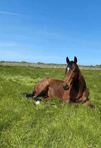 Springpaard gezocht, Animaux & Accessoires, Chevaux